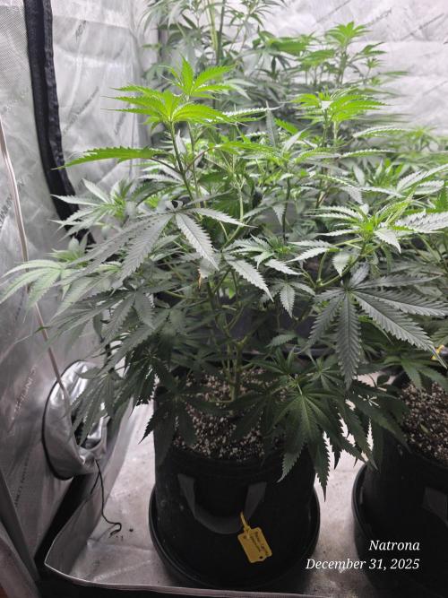 Straw-Lectric Lemonade Strng Seeds. Week 8