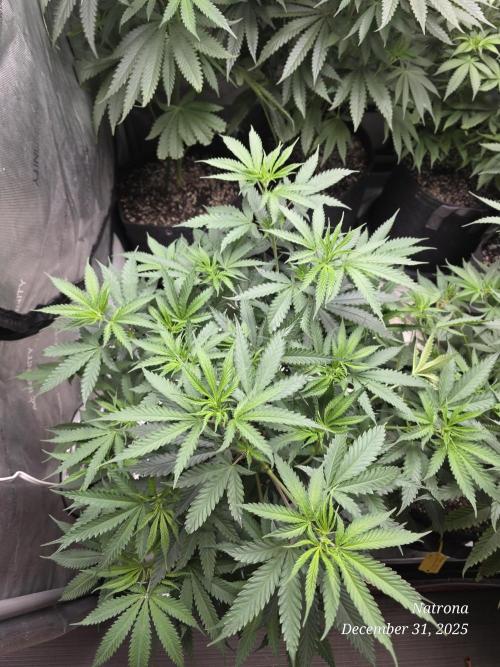 Straw-Lectric Lemonade Strng Seeds. Week 8