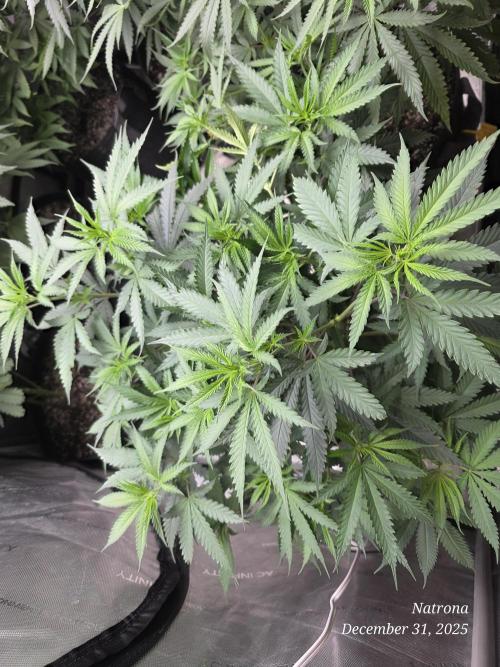 Straw-Lectric Lemonade Strng Seeds. Week 8