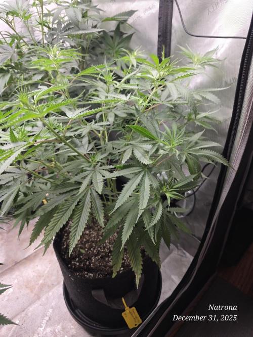 Straw-Lectric Lemonade Strng Seeds. Week 8