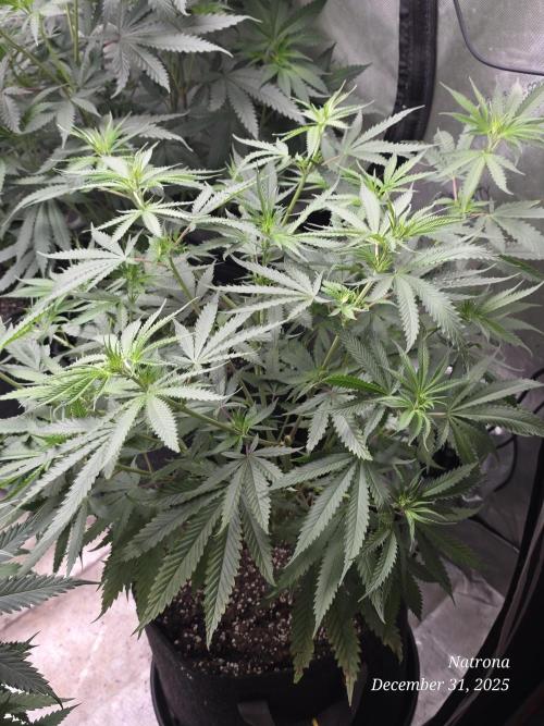 Straw-Lectric Lemonade Strng Seeds. Week 8