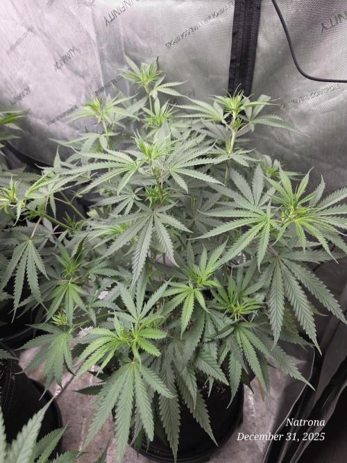 Straw-Lectric Lemonade Strng Seeds. Week 8