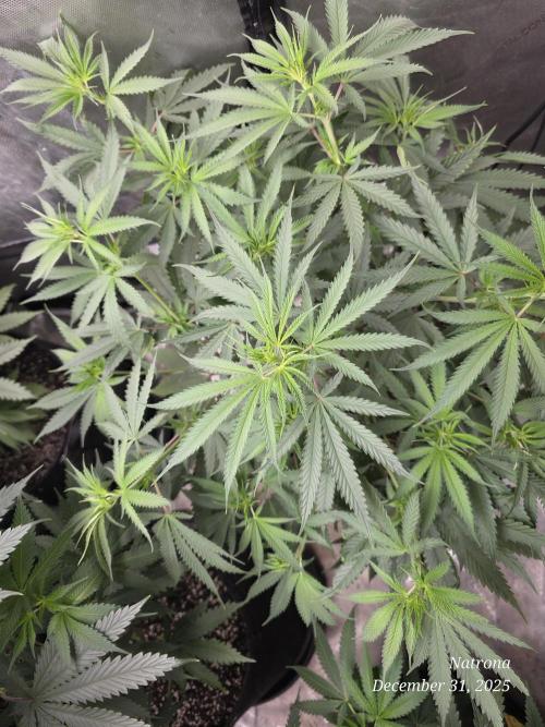 Straw-Lectric Lemonade Strng Seeds. Week 8