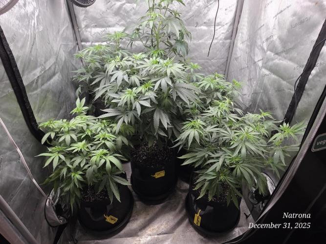 Straw-Lectric Lemonade Strng Seeds. Week 8