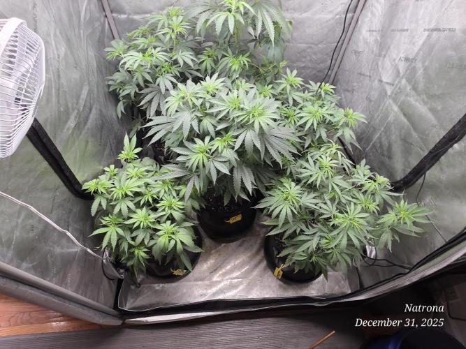 Straw-Lectric Lemonade Strng Seeds. Week 8