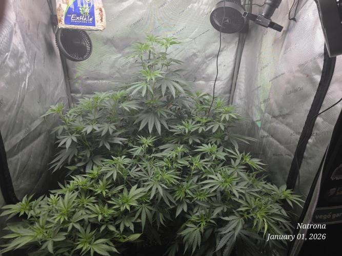 Straw-Lectric Lemonade Strng Seeds. Week 8