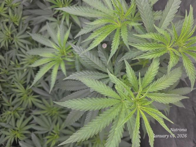 Straw-Lectric Lemonade Strng Seeds. Week 8