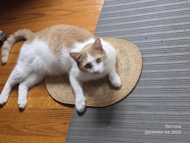 Straw-Lectric Lemonade Strng Seeds. Week 8