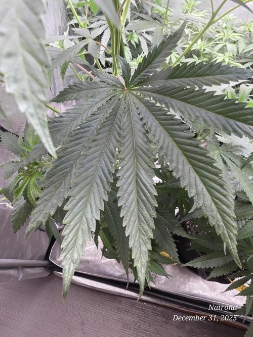 Strawberry Cadillac-Strng Seeds. Week 8