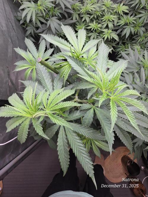 Strawberry Cadillac-Strng Seeds. Week 8