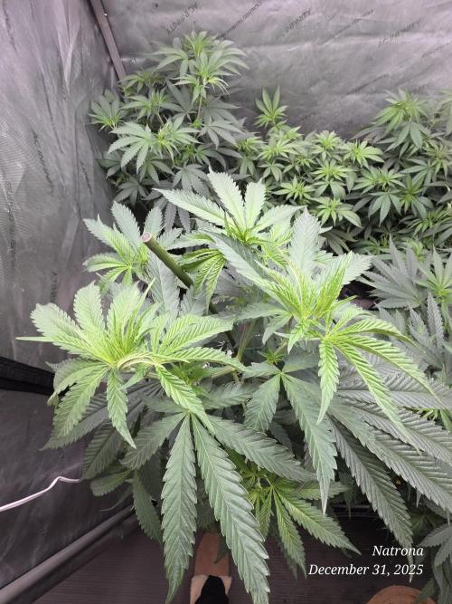 Strawberry Cadillac-Strng Seeds. Week 8