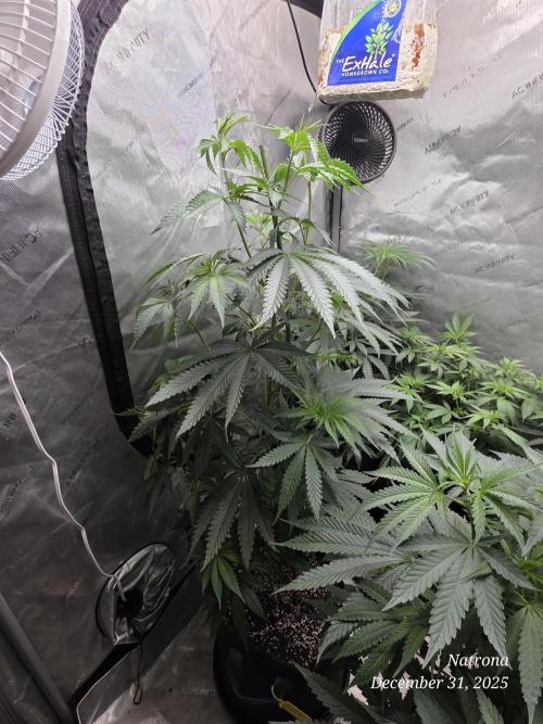 Strawberry Cadillac-Strng Seeds. Week 8