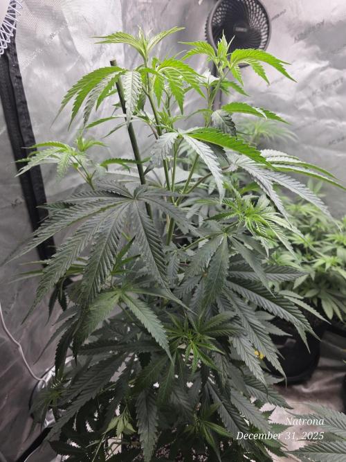 Strawberry Cadillac-Strng Seeds. Week 8