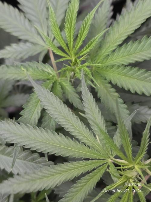 Strawberry Cadillac-Strng Seeds. Week 8