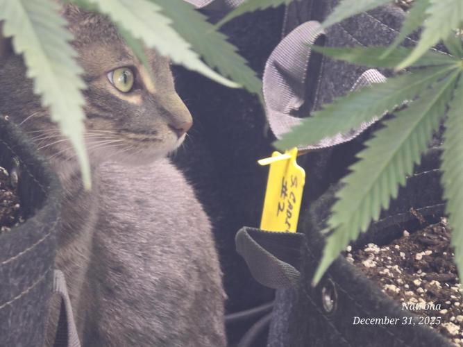 Strawberry Cadillac-Strng Seeds. Week 8