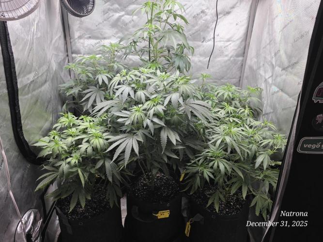Strawberry Cadillac-Strng Seeds. Week 8