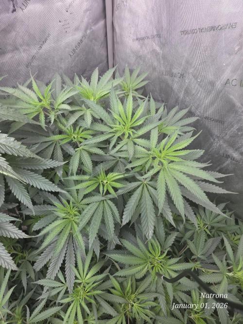 Strawberry Cadillac-Strng Seeds. Week 8