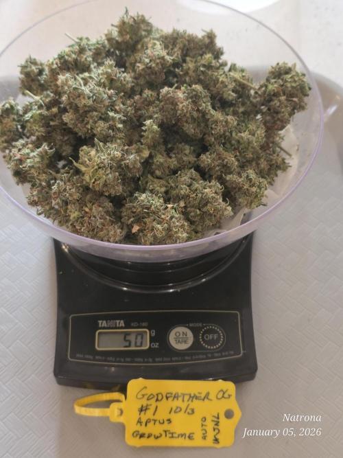 Godfather OG-MSNL. Week 12