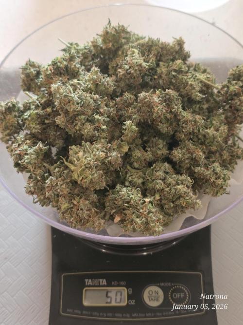 Godfather OG-MSNL. Week 12