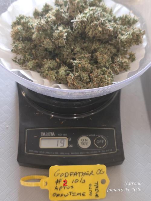 Godfather OG-MSNL. Week 12