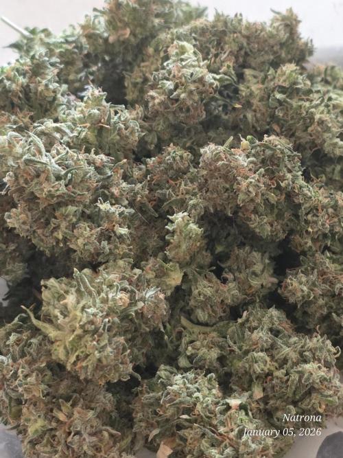 Godfather OG-MSNL. Week 12