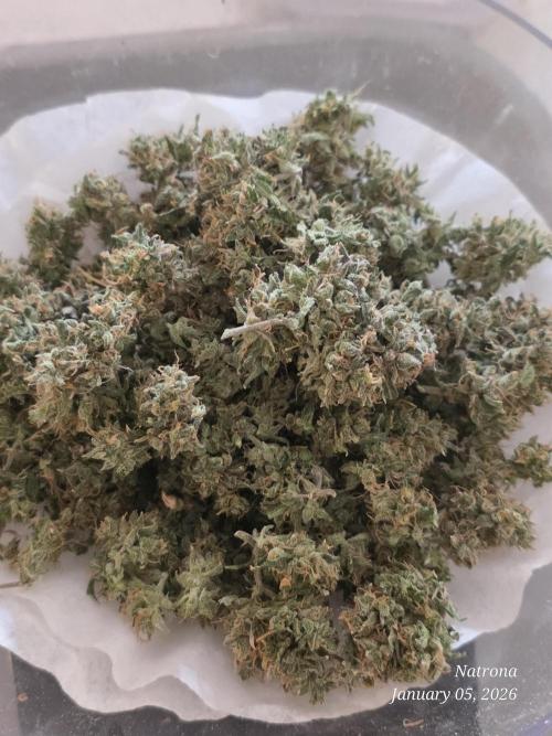 Godfather OG-MSNL. Week 12