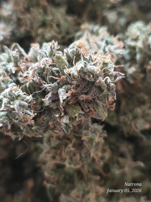 Godfather OG-MSNL. Week 12