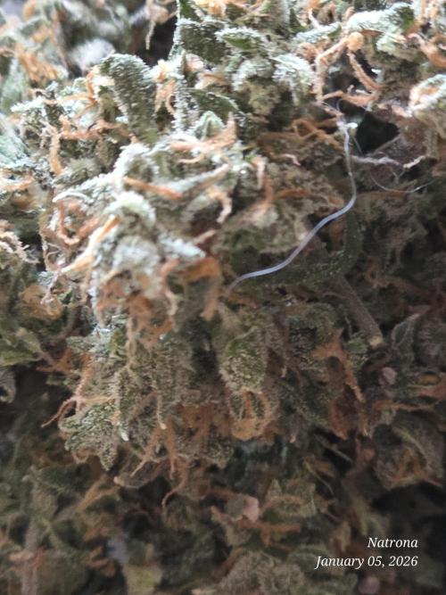 Godfather OG-MSNL. Week 12