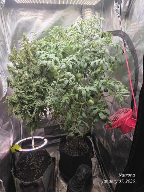 NYC Diesel (was Hey Abby). Week 16