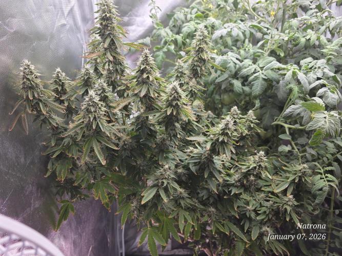 NYC Diesel (was Hey Abby). Week 16