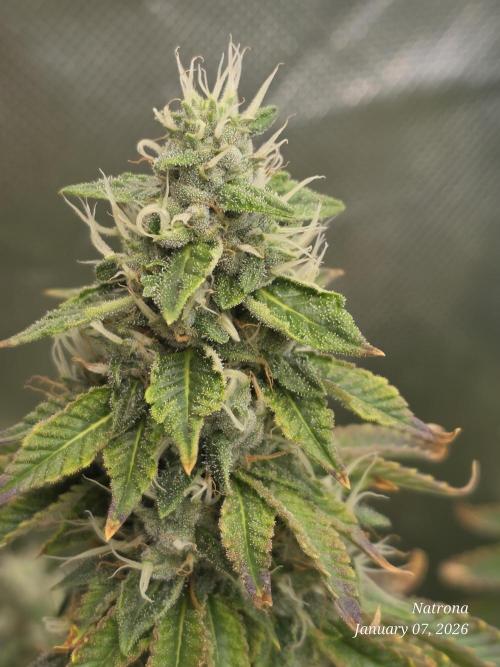 NYC Diesel (was Hey Abby). Week 16
