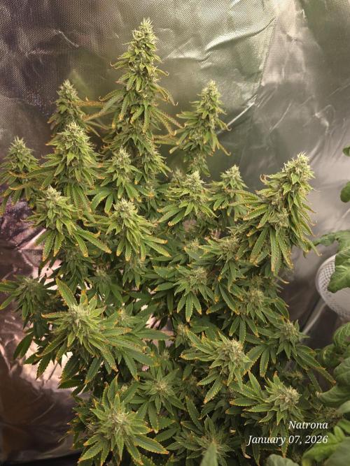 NYC Diesel (was Hey Abby). Week 16