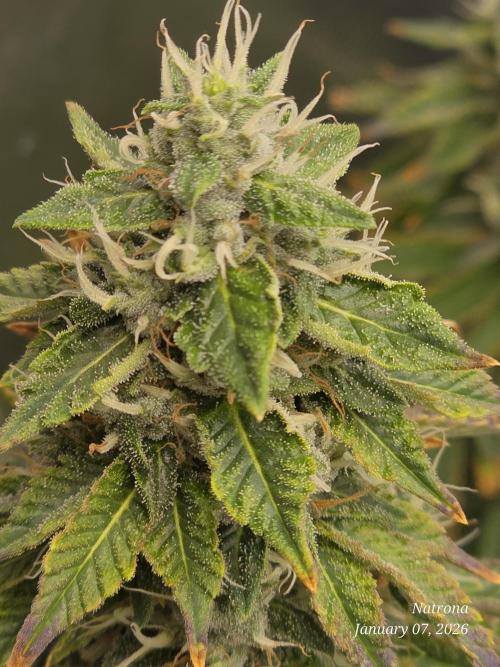 NYC Diesel (was Hey Abby). Week 16