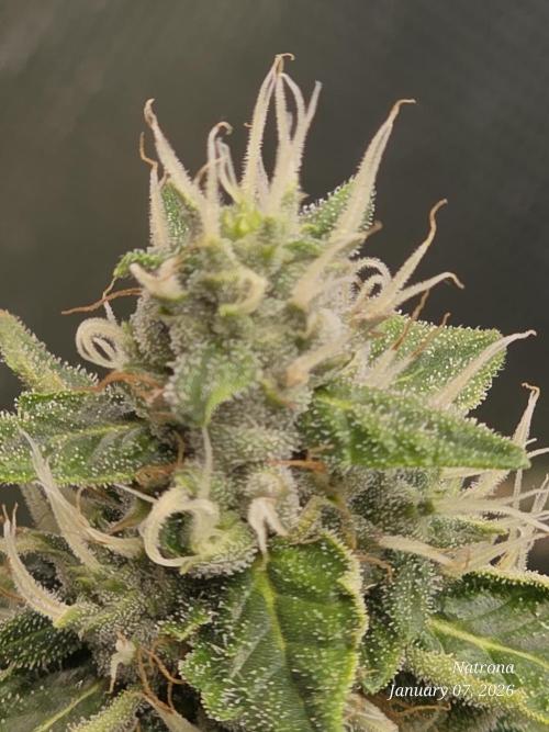 NYC Diesel (was Hey Abby). Week 16