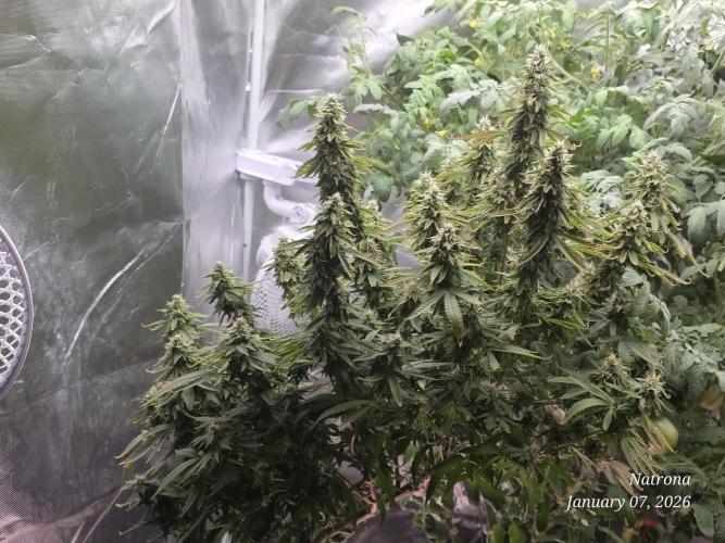 NYC Diesel (was Hey Abby). Week 16