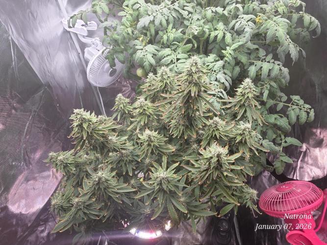 NYC Diesel (was Hey Abby). Week 16