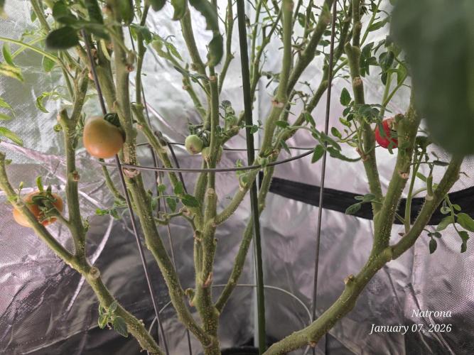 NYC Diesel (was Hey Abby). Week 16