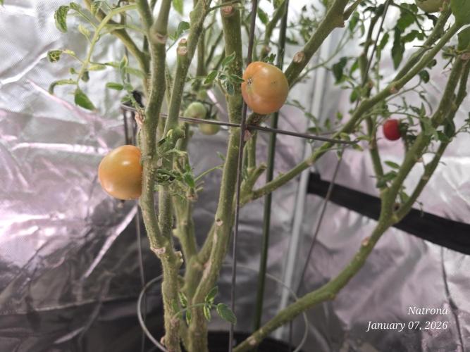 NYC Diesel (was Hey Abby). Week 16