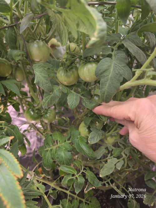 NYC Diesel (was Hey Abby). Week 16