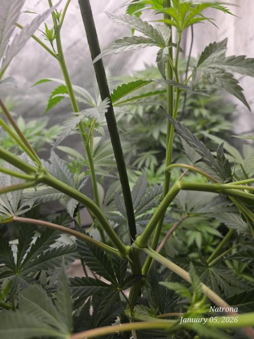 Strawberry Cadillac-Strng Seeds. Week 9