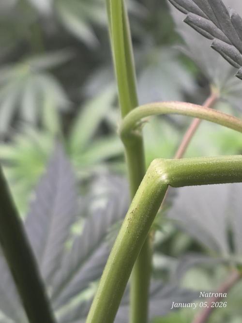 Strawberry Cadillac-Strng Seeds. Week 9