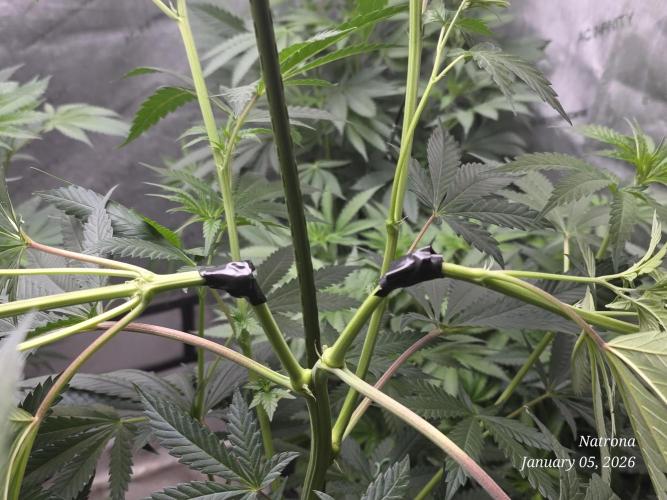 Strawberry Cadillac-Strng Seeds. Week 9