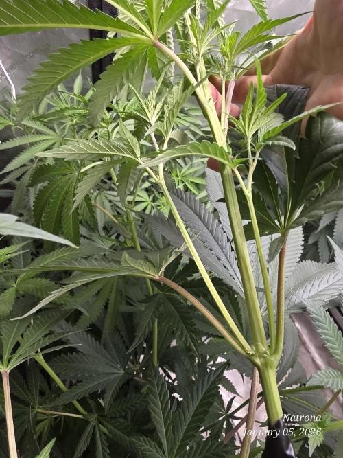 Strawberry Cadillac-Strng Seeds. Week 9