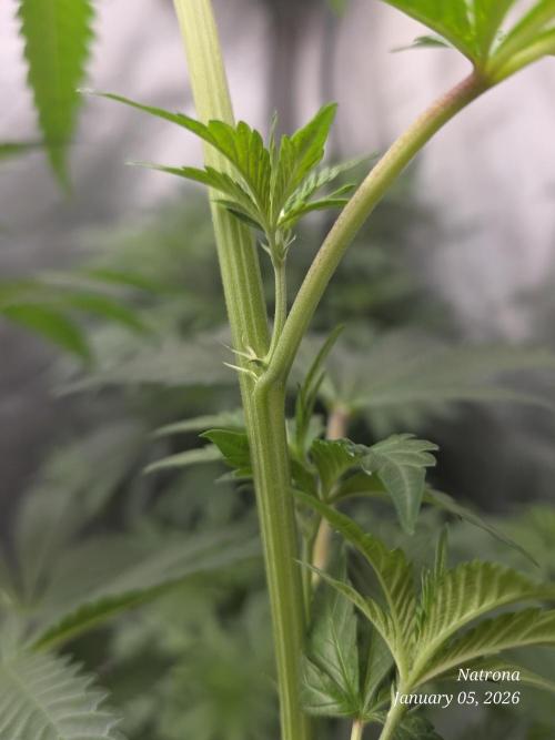 Strawberry Cadillac-Strng Seeds. Week 9