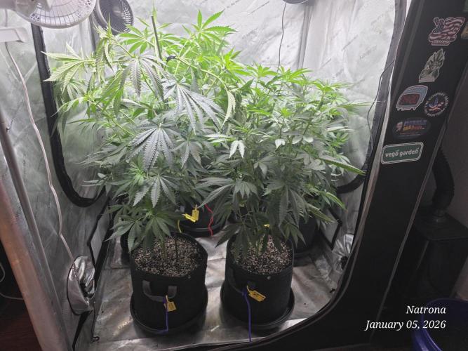 Strawberry Cadillac-Strng Seeds. Week 9