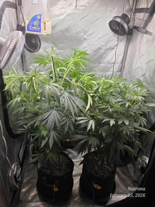 Strawberry Cadillac-Strng Seeds. Week 9