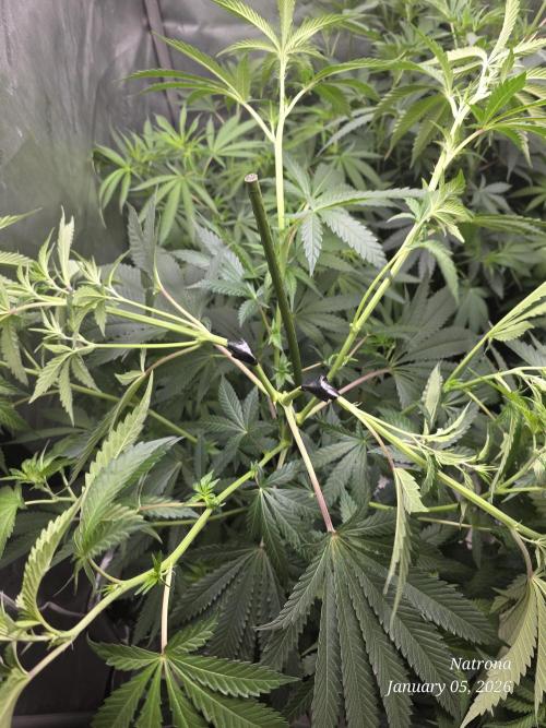 Strawberry Cadillac-Strng Seeds. Week 9