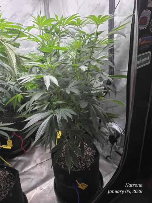 Strawberry Cadillac-Strng Seeds. Week 9