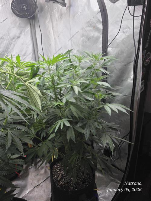 Strawberry Cadillac-Strng Seeds. Week 9