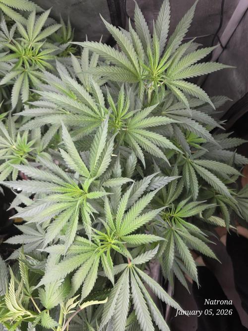 Strawberry Cadillac-Strng Seeds. Week 9